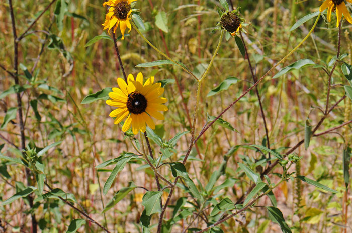 Prairie Sunflower has green or bluish-green leaves, mostly alternate with long leaf-stems (petiolate), lanceolate to widely ovate. This species grows at elevations from 500 to 7,500 feet and prefers sunny open areas, sandy or gravelly areas and roadsides and disturbed areas. Helianthus petiolaris
